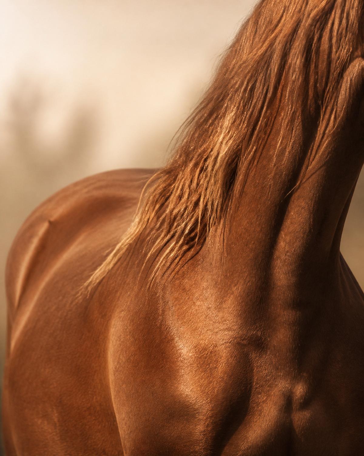Chestnut horse detail